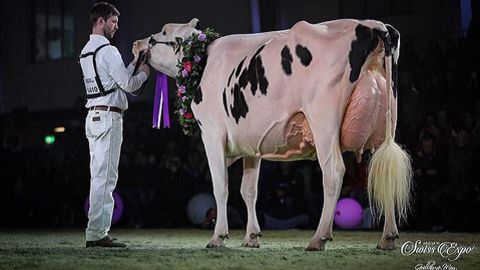 Esprit, fille de Lirr Drew Dempsey, grande championne du concours Prim'holstein Esprit, fille de Lirr Drew Dempsey, grande championne du concours Prim'holstein