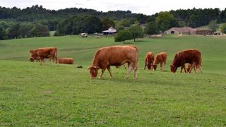 2018 a été une année « moyenne » pour près d'un éleveur sur deux. (©pixabay) 2018 a été une année « moyenne » pour près d'un éleveur sur deux. (©pixabay)
