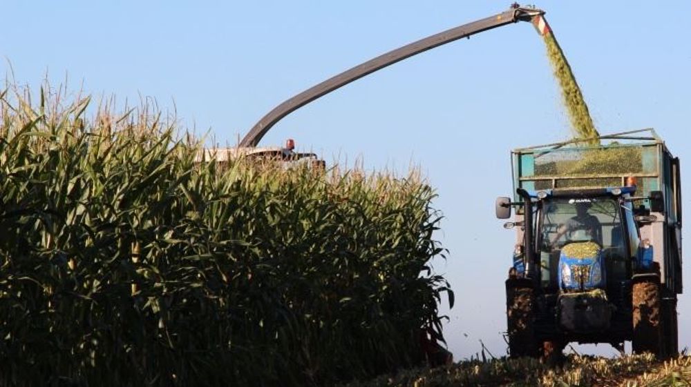 Comment choisir ses variétés de maïs fourrage ? Sur quel critère baser son choix ? (©Terre-net-média)