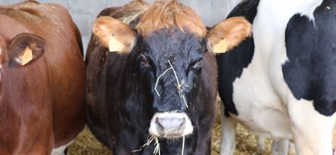 Dans les parcs de génisses et de vaches taries, la diversité est flagrante !