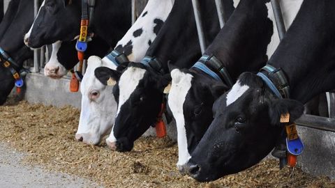 Complémentation collective ou individuelle : l'essentiel est de répondre aux besoins en minéraux, oligo-éléments et vitamines des bovins (©Terre-net Média) Complémentation collective ou individuelle : l'essentiel est de répondre aux besoins en minéraux, oligo-éléments et vitamines des bovins (©Terre-net Média)