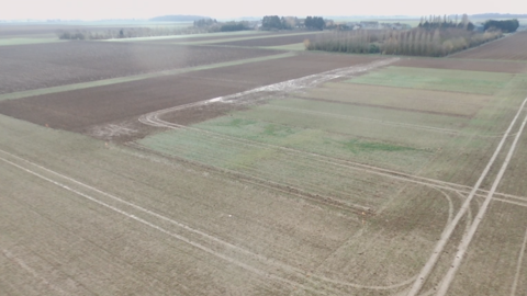 Début janvier 2019, le comptage révèle 12 vulpins au m<sup>2</sup> pour le blé labouré en 2017 avant le semis contre 90 vulpins au m<sup>2</sup> dans celui qui n’a pas été retourné. (©Bayer) Début janvier 2019, le comptage révèle 12 vulpins au m<sup>2</sup> pour le blé labouré en 2017 avant le semis contre 90 vulpins au m<sup>2</sup> dans celui qui n’a pas été retourné. (©Bayer)