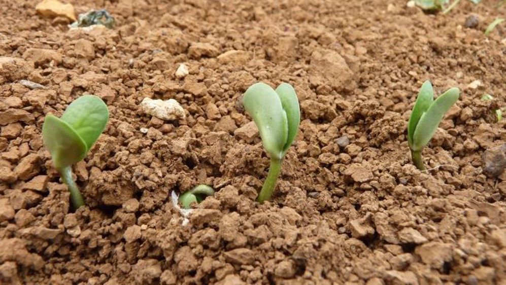 La Chine a acheté 5 millions de tonnes supplémentaires de soja américain. (©Terre-net Média)