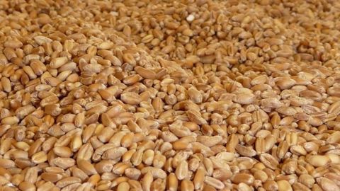 L'Égypte a acheté 120 000 tonnes de blé américain (©Terre-net Média)