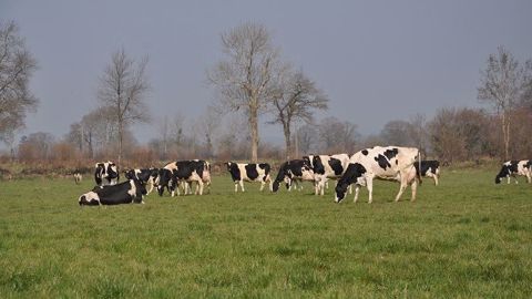 Selon Climalait, la disponibilité du fourrage sur l’année devrait évoluer dans le pays de Caux avec « un démarrage en végétation de plus en plus précoce » et une « pousse d’automne qui s’accentue et se prolonge ». (©Terre-net Média) Selon Climalait, la disponibilité du fourrage sur l’année devrait évoluer dans le pays de Caux avec « un démarrage en végétation de plus en plus précoce » et une « pousse d’automne qui s’accentue et se prolonge ». (©Terre-net Média)