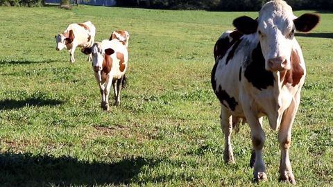 Ce fut un véritable déclic pour Isabelle : « Je voulais changer notre façon de soigner. » L'éleveuse a alors suivi plusieurs formations et soigne désormais son troupeau de Montbéliardes de façon plus naturelle. (©Terre-net Média)