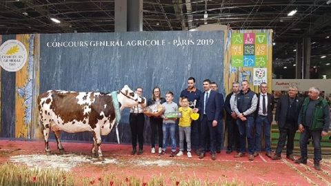 Hamilton sur le podium du concours de la race normande du Salon de l'agriculture pour la deuxième année consécutive. (©OS Normande) Hamilton sur le podium du concours de la race normande du Salon de l'agriculture pour la deuxième année consécutive. (©OS Normande)