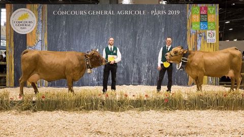 Championnes adulte et jeune de la race tarentaise (©Olivier Barriere/Sia ) Championnes adulte et jeune de la race tarentaise (©Olivier Barriere/Sia )