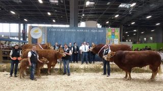 Jouvence et Jersey sacrés champions de la race limousine Jouvence et Jersey sacrés champions de la race limousine