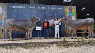 Mafaveur et Leslie du GAEC Changarnier, Miss BGS et Miss BGS Réserve (©<a href="https://www.facebook.com/BGS-Brune-G%C3%A9n%C3%A9tique-Services-158264927528033/" title="Brune Génétique Services" target="_self">Brune génétique services - Page Facebook</a>) Mafaveur et Leslie du GAEC Changarnier, Miss BGS et Miss BGS Réserve (©<a href="https://www.facebook.com/BGS-Brune-G%C3%A9n%C3%A9tique-Services-158264927528033/" title="Brune Génétique Services" target="_self">Brune génétique services - Page Facebook</a>)
