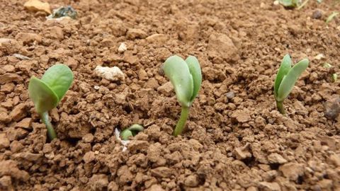 La production de soja devrait baisser de 8 % selon les nouvelles prévisions annuelles de l'USDA. (©Terre-net Média)