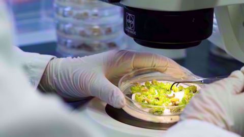 Élaborer un produit de biocontrôle, composée d’organismes vivants, stable représente un véritable défi. (©Bayer) Élaborer un produit de biocontrôle, composée d’organismes vivants, stable représente un véritable défi. (©Bayer)