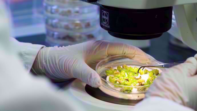 Formulation de Rhapsody Formulation de Rhapsody