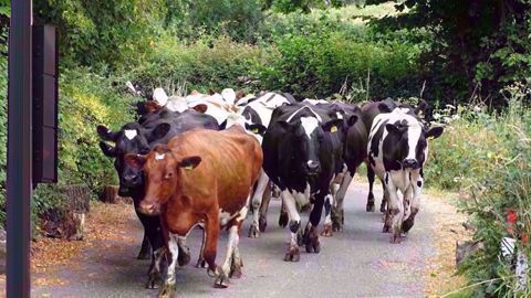 Une formation sera nécessaire pour que l'éleveur puisse apprendre à son troupeau à respecter la couleur du feu tricolore avant de traverser la route. (©CC)
