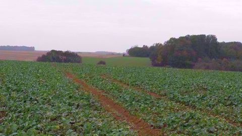 Le cours du colza recule suite à l'interdiction de la Chine d'importer du canola canadien.(©Terre-net Média)