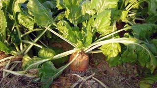Une parcelle de betteraves plus homogène sera plus résistante aux ravageurs et les interventions mécaniques seront facilitées. (©CC) Une parcelle de betteraves plus homogène sera plus résistante aux ravageurs et les interventions mécaniques seront facilitées. (©CC)
