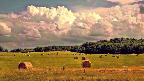 Dans quelles conditions va se dérouler la période des foins ? (©Pixabay)