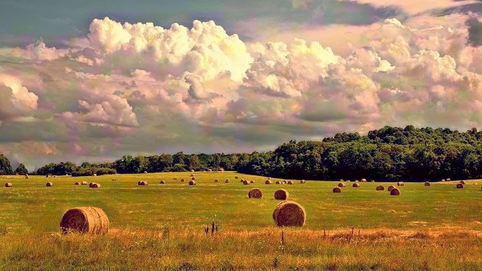Foin dans prairie
