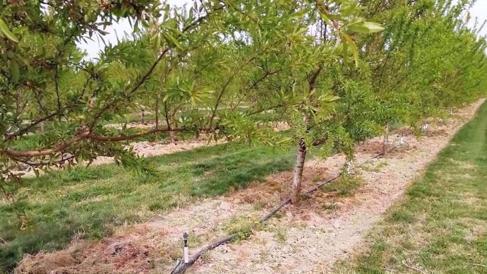 Irrigation par micro-aspersion dans les amandiers