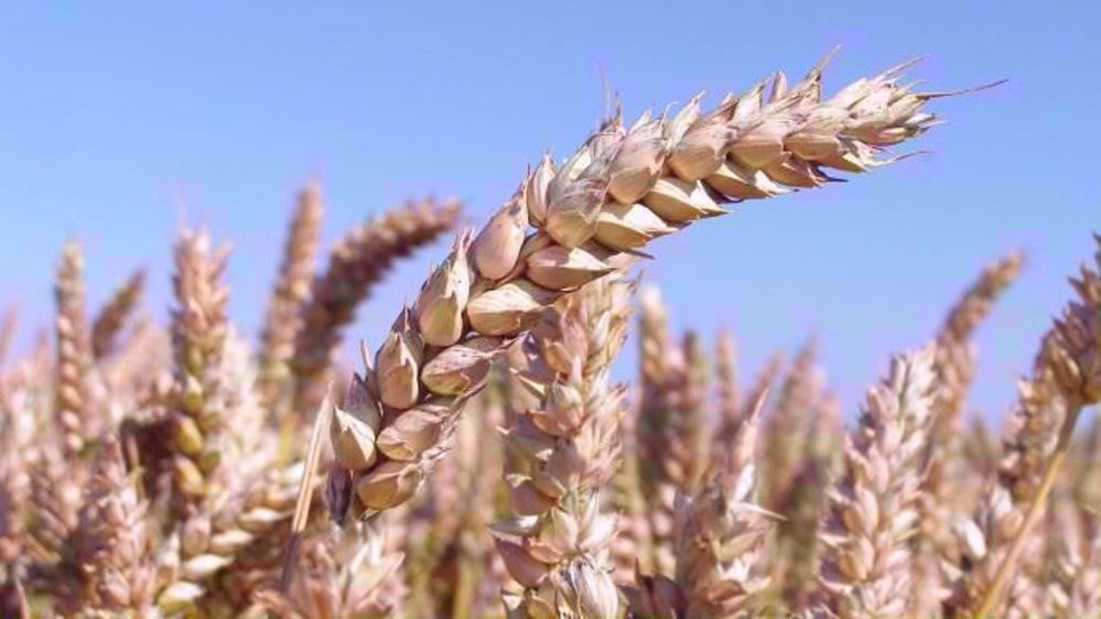 Premier client à l’export pour le blé français, l’Algérie a officiellement acheté 120 000 t de blé. (©Terre-net Média)