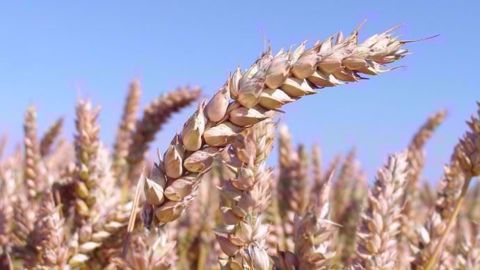 Premier client à l’export pour le blé français, l’Algérie a officiellement acheté 120 000 t de blé. (©Terre-net Média)