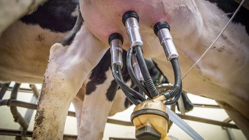 Les industriels laitiers français ont collecté 23 867 018 litres de lait en 2018 (©Pixabay)