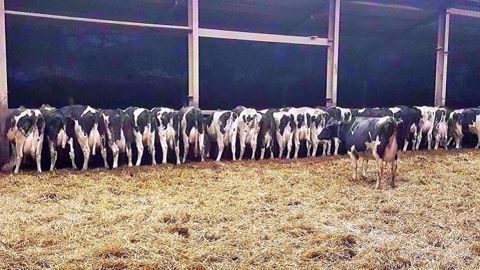 L'OS Holstein de la coopérative Gènes Diffusion devrait voir le jour pour l'été 2019. (©Terre-net Média) L'OS Holstein de la coopérative Gènes Diffusion devrait voir le jour pour l'été 2019. (©Terre-net Média)