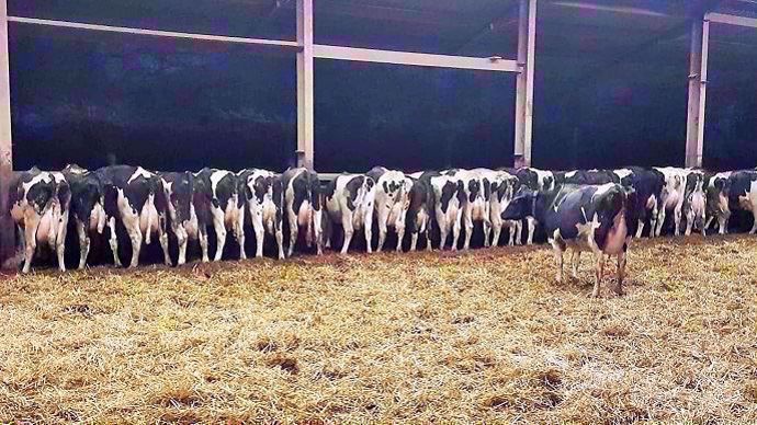 L'OS Holstein de la coopérative Gènes Diffusion devrait voir le jour pour l'été 2019.