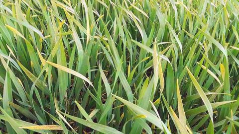 On observe cette année des taches inhabituelles sur céréales. Arvalis-Institut du végétal fait le point pour déterminer leur origine. (©Arvalis-Institut du végétal)