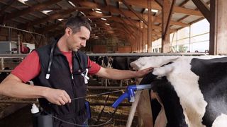 Le dispositif Eye breed rend l'insémination artificielle à la portée de tous en supprimant la fouille rectale. (©Axce) Le dispositif Eye breed rend l'insémination artificielle à la portée de tous en supprimant la fouille rectale. (©Axce)