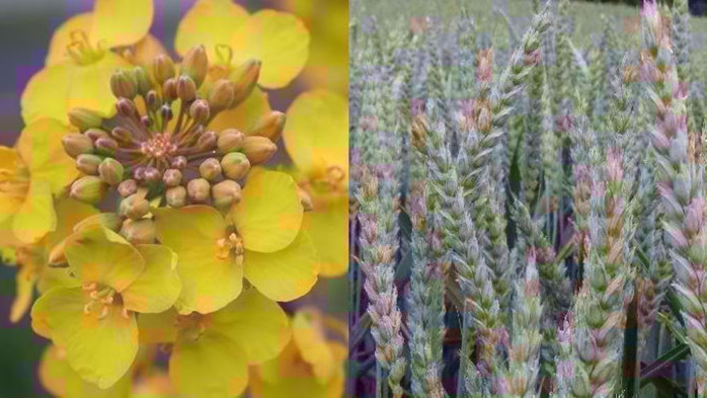 Une première présentation des variétés de céréales à paille et colza afin de vous accompagner pour les prochains semis. (©Terre-net Média)