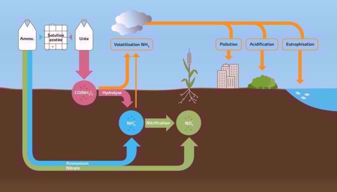Emissions d'ammoniac