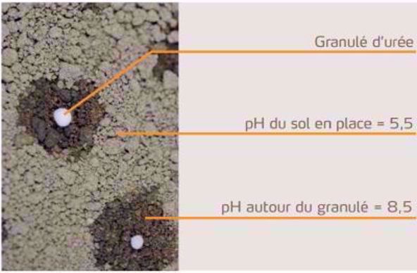 Modification du pH du sol à l'apport d'urée.