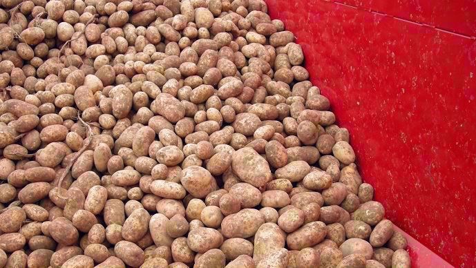 pommes de terre