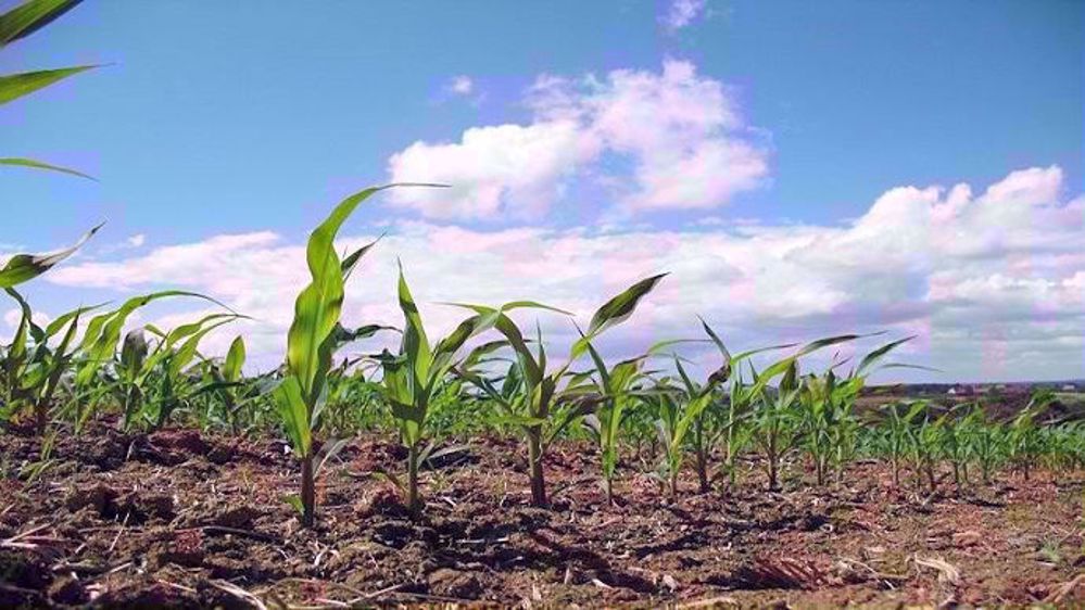Selon Arvalis-Institut du végétal, le fractionnement des apports permet de maximiser l’efficacité des engrais. (©Terre-net Média)