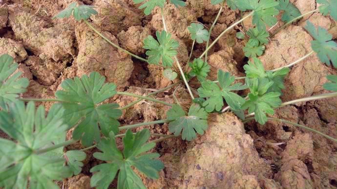 Gros plan de géranium disséqué