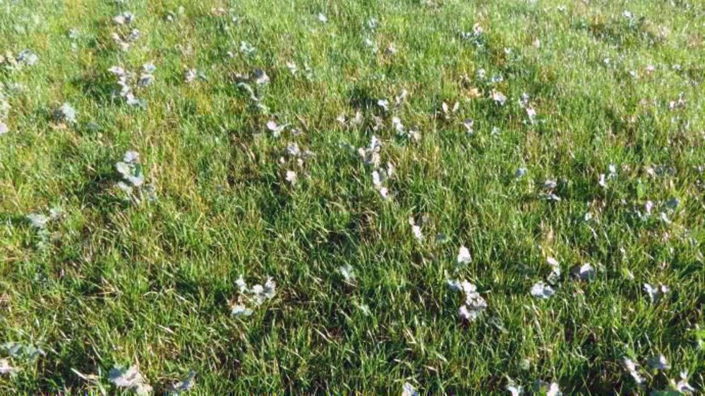 Colza envahi par des graminées.