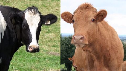 En 2018, à cause de la sécheresse, « les éleveurs ont réduit leurs effectifs de vaches laitières et allaitantes », explique l'Institut de l'élevage. (©Terre-net Média) En 2018, à cause de la sécheresse, « les éleveurs ont réduit leurs effectifs de vaches laitières et allaitantes », explique l'Institut de l'élevage. (©Terre-net Média)