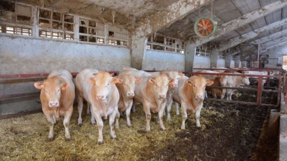 Au Brésil, en Argentine, en Uruguay et au Paraguay,« les animaux ne sont pas élevés du tout de la même façon qu'en France », a indiqué Bruno Dufayet. (©Terre-net Média)