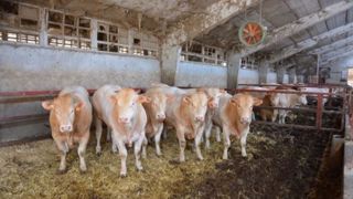 Au Brésil, en Argentine, en Uruguay et au Paraguay,« les animaux ne sont pas élevés du tout de la même façon qu'en France », a indiqué Bruno Dufayet. (©Terre-net Média) Au Brésil, en Argentine, en Uruguay et au Paraguay,« les animaux ne sont pas élevés du tout de la même façon qu'en France », a indiqué Bruno Dufayet. (©Terre-net Média)
