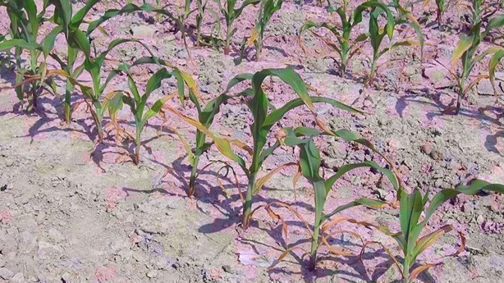 Les plantes carencées en un ou plusieurs oligoéléments présentent des symptômes souvent caractéristiques tels qu’une décoloration des feuilles, un blanchissement du cornet, etc. (©Arvalis-Institut du végétal)