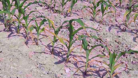 Les plantes carencées en un ou plusieurs oligoéléments présentent des symptômes souvent caractéristiques tels qu’une décoloration des feuilles, un blanchissement du cornet, etc. (©Arvalis-Institut du végétal) Les plantes carencées en un ou plusieurs oligoéléments présentent des symptômes souvent caractéristiques tels qu’une décoloration des feuilles, un blanchissement du cornet, etc. (©Arvalis-Institut du végétal)