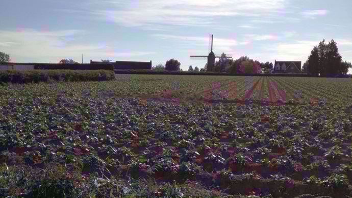 Les chantiers de plantations ont été effectuées relativement tôt cette année, « mais, en raison du froid en début de cycle, les cultures ne sont pas plus avancées. »