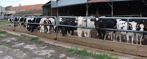 Les génisses sont conduites en ration sèche granulé + paille.