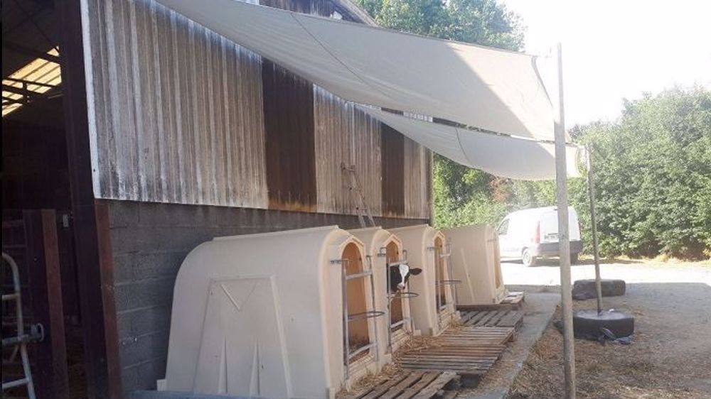 Quand le logement des veaux se fait en niches et en igloos, en été, il faudra les positionner de façon à profiter d’ombrage naturel. (©Compte twitter @audjrino)