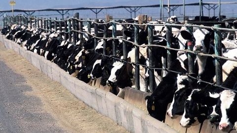 Les Etats-Unis pourraient disposer à eux seuls d'un contingent de 35 000 tonnes de viande bovine sans hormones. (©Pixabay) Les Etats-Unis pourraient disposer à eux seuls d'un contingent de 35 000 tonnes de viande bovine sans hormones. (©Pixabay)