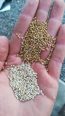 graines de quinoa