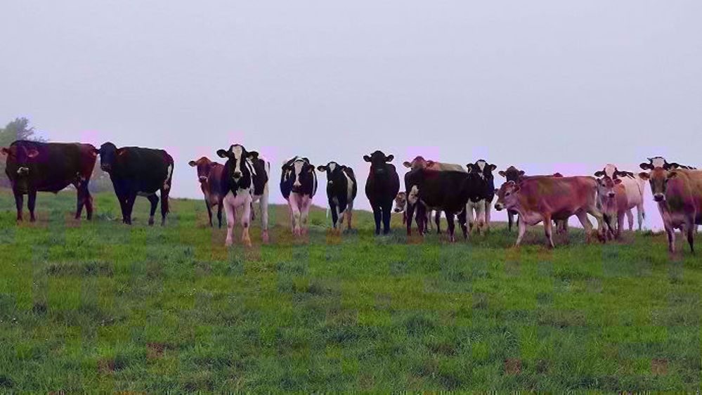 Pour assurer la croissance des génisses au pâturage, mieux vaut leur réserver la meilleure herbe possible. (©Terre-net Média)