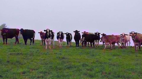 Pour assurer la croissance des génisses au pâturage, mieux vaut leur réserver la meilleure herbe possible. (©Terre-net Média)
