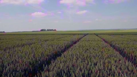 BASF développe le premier isopropanol-azole en essais aux champs ce printemps. (©BASF) BASF développe le premier isopropanol-azole en essais aux champs ce printemps. (©BASF)